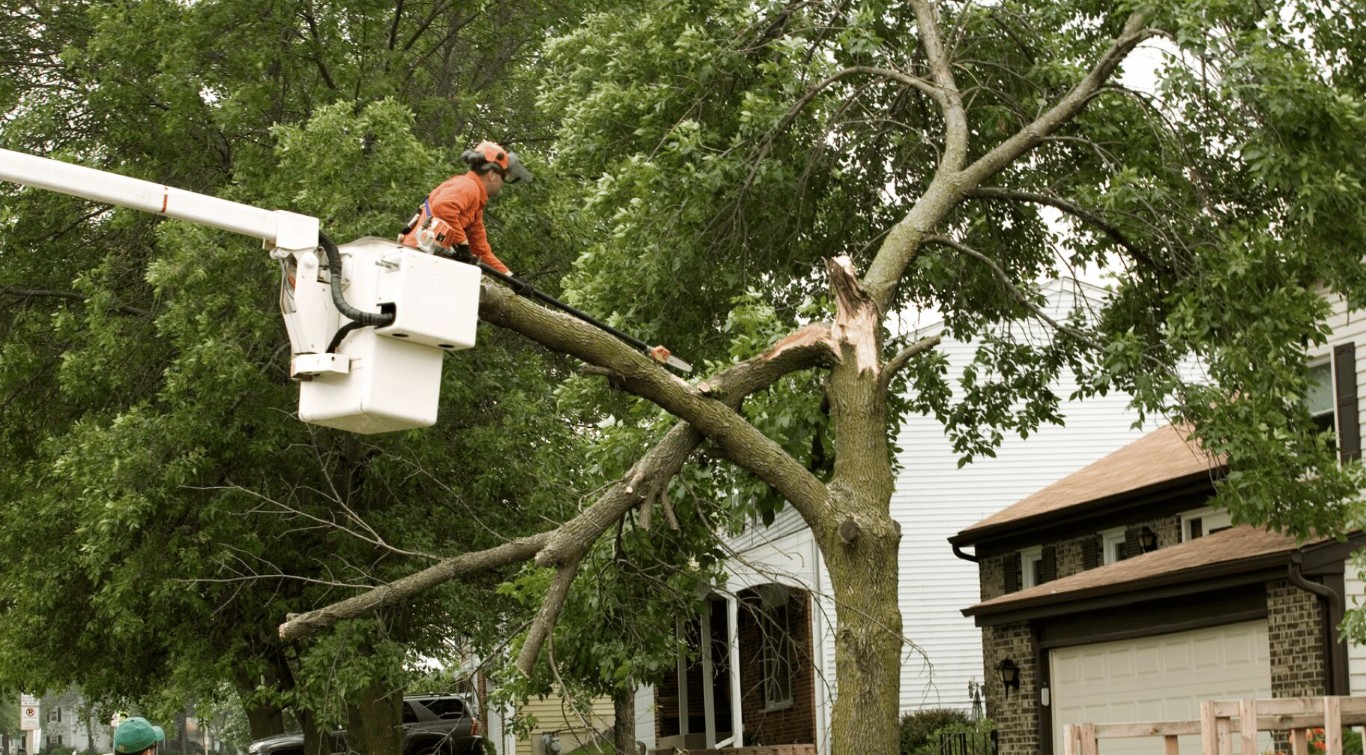 Emergency tree removal specialists in Palm Springs, CA